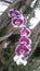 Purple Orchid Flower Nature Plants Trees