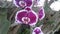 Purple Orchid Flower Nature Plants Trees
