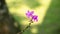 Purple orchid flower pair at the end of the long stem against soft bokeh background, flower photography