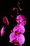 Purple orchid flower phalaenopsis, phalaenopsis or falah. Butterfly orchids. Violet orchid flower and blossoms. Pink Phalaenopsis