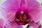 Purple orchid flower, Phalaenopsis variegata
