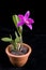 Purple orchid flower in a pot