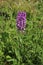 Purple orchid flower spikes in wild flower area