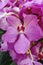 Purple orchid flower in tropical garden, amazing flowers and also elegant, queen of flowers, image for realistic botanical