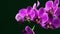 Purple Orchid Flowers Against Black Background With Camera Movement