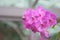 Purple orchid flowers background,groups