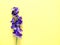 Purple orchid flowers creative design