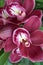 Purple orchid flowers of Cymbidium genus