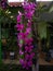 Purple orchid flowers that look beautiful in the yard