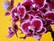 Purple orchid flowers on orange background