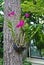 Purple orchid hanging on tree in garden