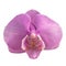 purple orchid isolated on white background orchid purple white watercolor special species taiwan orchid