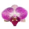 purple orchid isolated on white background orchid purple white watercolor special species taiwan orchid