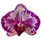 purple orchid isolated on white background orchid purple white watercolor special species taiwan orchid