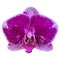 purple orchid isolated on white background orchid purple white watercolor special species taiwan orchid