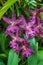 Purple Orchid, National Orchid Garden, Botanical Gardens, SIngapore