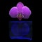 Purple orchid petals