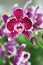 Purple orchid Phalaenopsis, Doritaenopsis