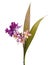 Purple orchid, Philippine ground orchid, Tropical flowers isolated on white background, with clipping path