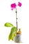 Purple orchid. Pot flower in transparent flowerpo