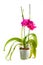 Purple orchid. Pot flower in transparent flowerpot