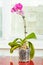 Purple orchid. Pot flower in transparent flowerpot