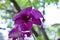 Purple orchid Single flower, very beautiful color