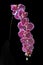 Purple orchid stem in a dark artistic vase