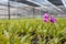 Purple orchid stem growing blossom fresh in orchid farm, Thailand.