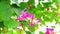 Purple Orchid Tree, Hong Kong Orchid Tree, Purple Bauhinia bouquet flowers blooming in garden