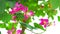 Purple Orchid Tree, Hong Kong Orchid Tree, Purple Bauhinia pink flowers