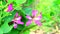 Purple orchid tree, Hong Kong orchid tree, purple bauhinia pink flowers on tree