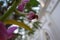 Purple orchid with two yellow beetles against a blurred background