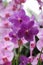 Purple orchid (Vanda coerulea) blossoming