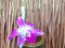 Purple orchid with water cylinder