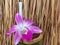 Purple orchid with water cylinder