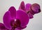 Purple orchid on a white background. Close-up