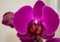 Purple orchid on a white background. Close-up