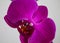 Purple orchid on a white background. Close-up