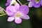 purple orchid or white and purple orchid flower, orchid or ORCHIDACEAE