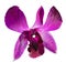 Purple orchide flower on white