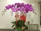 purple orchids for Chinese Eid are very expensive