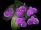 Purple Orchids Dark Background