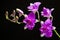 Purple orchids flower