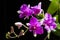 Purple orchids flower