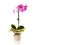 Purple orchids in flower pot wraping by burlap sack