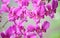 Purple Orchids Flowers