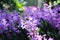 Purple orchids flowers or colorful Mokara Nora blue branch blooming in garden natue background
