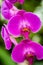 Purple Orchids in the Garden