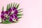 Purple orchids with greens on a pink background. Space for text.